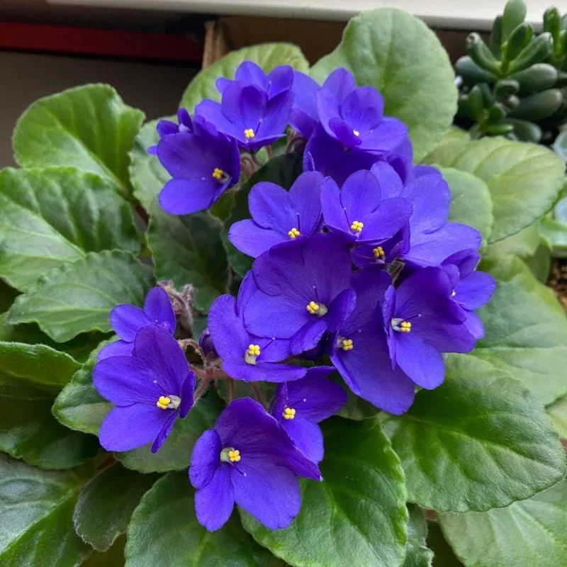 Blue African Violet Live Plant – Flowering Houseplant – 4-6 Inches Tall – Indoor Blue African Violet Live Plant – Flowering Houseplant – 4-6 Inches Tall – Indoor - Image 6