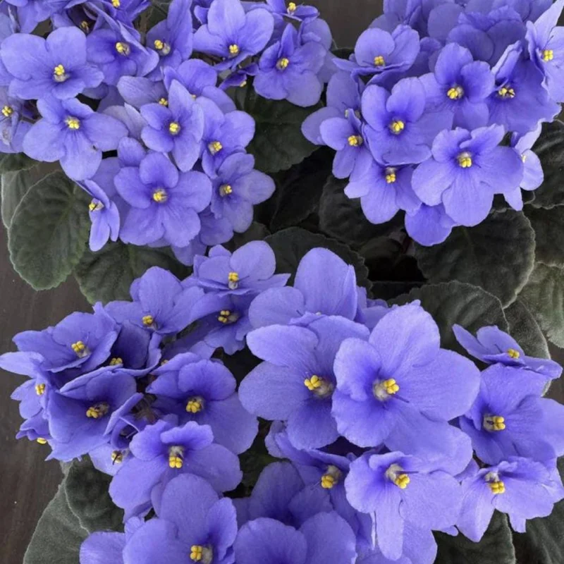 Blue African Violet Live Plant – Flowering Houseplant – 4-6 Inches Tall – Indoor Blue African Violet Live Plant – Flowering Houseplant – 4-6 Inches Tall – Indoor - Image 7