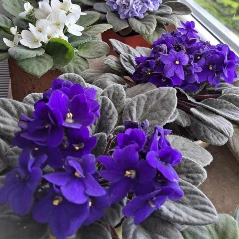Blue African Violet Live Plant – Flowering Houseplant – 4-6 Inches Tall – Indoor Blue African Violet Live Plant – Flowering Houseplant – 4-6 Inches Tall – Indoor - Image 8