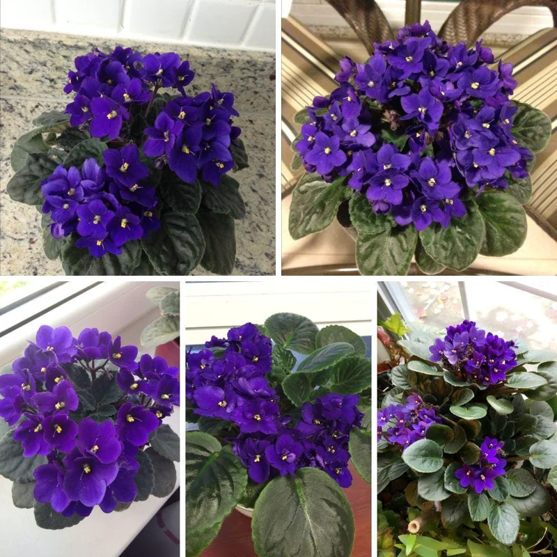 Blue African Violet Live Plant – Flowering Houseplant – 4-6 Inches Tall – Indoor Blue African Violet Live Plant – Flowering Houseplant – 4-6 Inches Tall – Indoor - Image 9