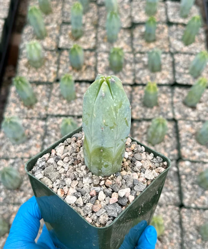 Blue Candle Cactus Live Plant - Myrtillocactus geometrizans, 4 Inch Pot, Indoor/Outdoor Blue Candle Cactus Live Plant - Myrtillocactus geometrizans, 4 Inch Pot, Indoor/Outdoor - Image 2