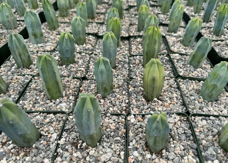 Blue Candle Cactus Live Plant - Myrtillocactus geometrizans, 4 Inch Pot, Indoor/Outdoor Blue Candle Cactus Live Plant - Myrtillocactus geometrizans, 4 Inch Pot, Indoor/Outdoor - Image 3