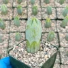Blue Candle Cactus Live Plant - Myrtillocactus geometrizans, 4 Inch Pot, Indoor/Outdoor Blue Candle Cactus Live Plant - Myrtillocactus geometrizans, 4 Inch Pot, Indoor/Outdoor - Image 1