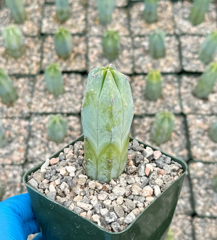 Blue Candle Cactus Live Plant - Myrtillocactus geometrizans, 4 Inch Pot, Indoor/Outdoor Blue Candle Cactus Live Plant - Myrtillocactus geometrizans, 4 Inch Pot, Indoor/Outdoor - Image 1