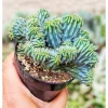 Blue Candle Crested Cactus Live Plant - Myrtillocactus Geometrizans Strictum Cristata - 4 Inch Pot - Image 1