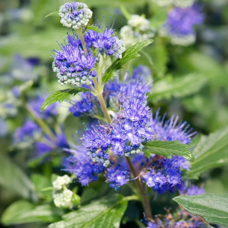 Blue Caryopteris Plant - Bluebeard Shrub Live Plant - 3-4 Inch Starter - Image 2