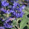 Blue Caryopteris Plant - Bluebeard Shrub Live Plant - 3-4 Inch Starter - Image 1