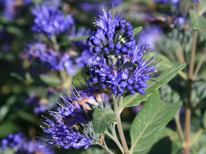 Blue Caryopteris Plant - Bluebeard Shrub Live Plant - 3-4 Inch Starter - Image 1