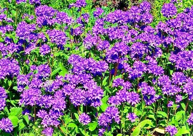 Blue Clustered Bellflower Seeds, 200 Count, Campanula Glomerata 'Superba' Perennial - Image 2