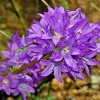 Blue Clustered Bellflower Seeds, 200 Count, Campanula Glomerata 'Superba' Perennial - Image 1