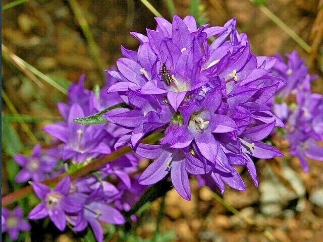 Blue Clustered Bellflower Seeds, 200 Count, Campanula Glomerata 'Superba' Perennial - Image 1