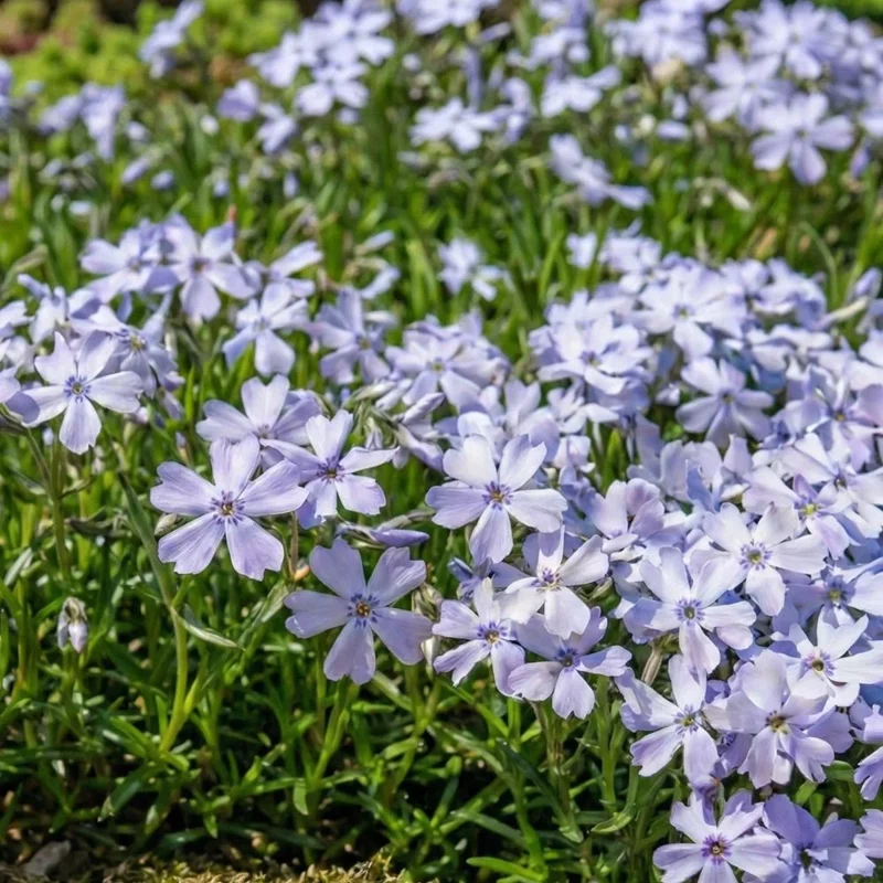 Blue Creeping Phlox Live Plant - Phlox Subulata Groundcover, Dwarf, 4-6 Inch Tall - Image 1