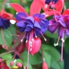 Blue Eye Fuchsia Live Plant - 10-15 inch Tall, 5 inch Pot - Elegant Hanging Blooms Blue Eye Fuchsia Live Plant - 10-15 inch Tall, 5 inch Pot - Elegant Hanging Blooms - Image 1