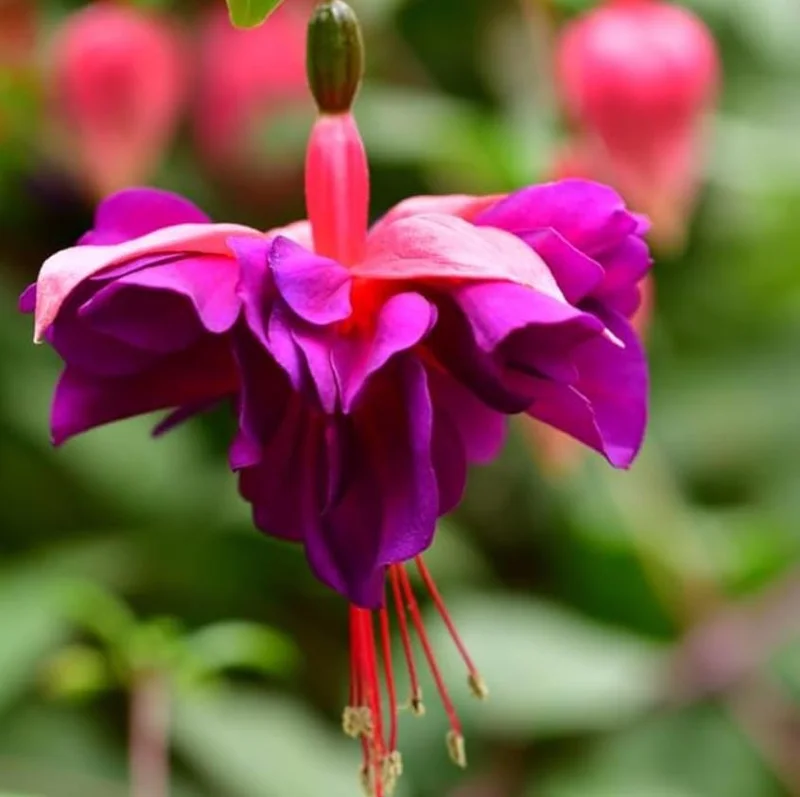 Blue Eyed Fuchsia Live Plant – 5 Inch Pot – 10-14 Inch Tall Shrub – Attracts Hummingbirds - Image 2