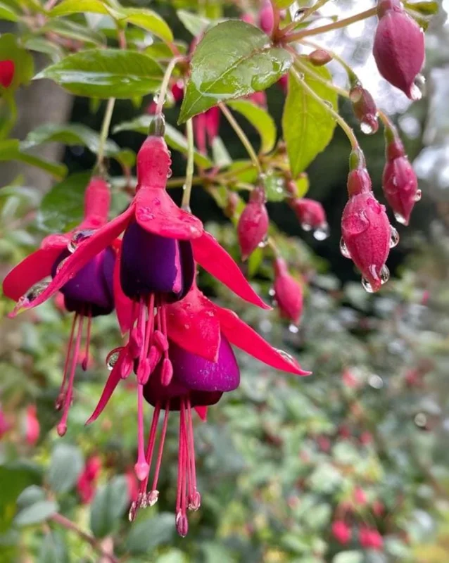 Blue Eyed Fuchsia Live Plant – 5 Inch Pot – 10-14 Inch Tall Shrub – Hot Pink, Red, Blue Flowers – Attracts Hummingbirds Blue Eyed Fuchsia Live Plant – 5 Inch Pot – 10-14 Inch Tall Shrub – Hot Pink, Red, Blue Flowers – Attracts Hummingbirds - Image 3