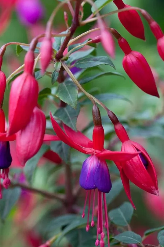 Blue Eyed Fuchsia Live Plant – 5 Inch Pot – 10-14 Inch Tall Shrub – Hot Pink, Red, Blue Flowers – Attracts Hummingbirds Blue Eyed Fuchsia Live Plant – 5 Inch Pot – 10-14 Inch Tall Shrub – Hot Pink, Red, Blue Flowers – Attracts Hummingbirds - Image 4