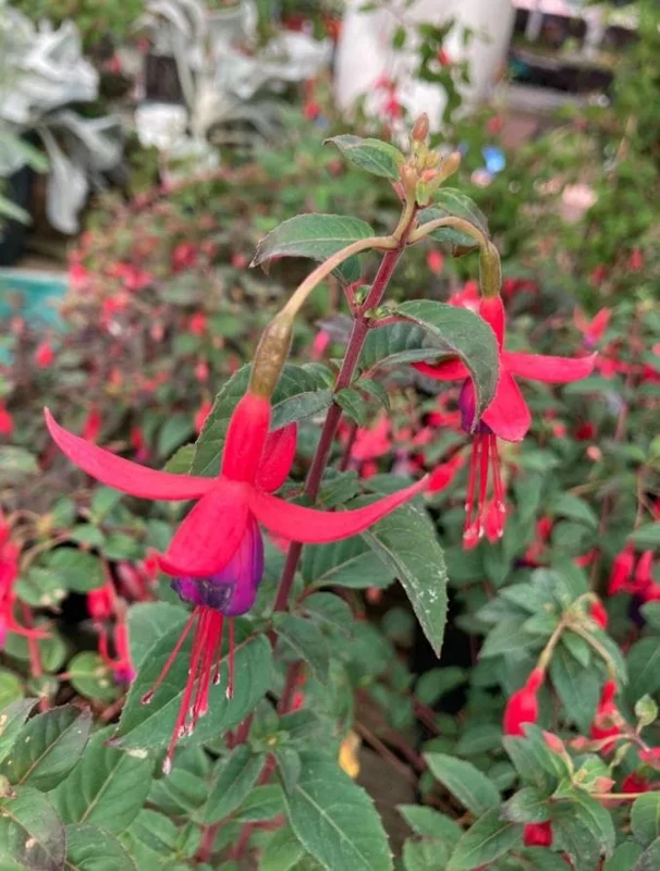 Blue Eyed Fuchsia Live Plant – 5 Inch Pot – 10-14 Inch Tall Shrub – Hot Pink, Red, Blue Flowers – Attracts Hummingbirds Blue Eyed Fuchsia Live Plant – 5 Inch Pot – 10-14 Inch Tall Shrub – Hot Pink, Red, Blue Flowers – Attracts Hummingbirds - Image 5