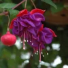 Blue Eyed Fuchsia Live Plant – 5 Inch Pot – 10-14 Inch Tall Shrub – Attracts Hummingbirds - Image 1