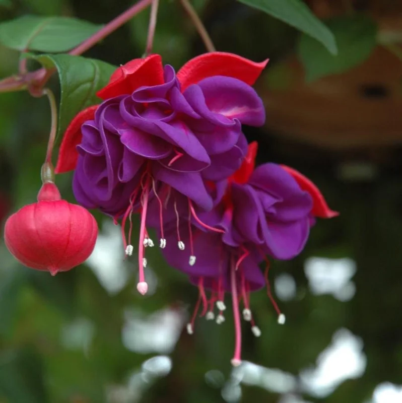 Blue Eyed Fuchsia Live Plant – 5 Inch Pot – 10-14 Inch Tall Shrub – Attracts Hummingbirds - Image 1