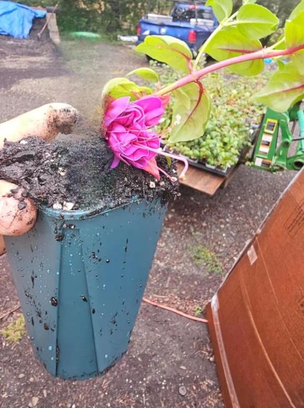 Blue Eyed Fuchsia Live Plant – 5 Inch Pot – 10-14 Inch Tall Shrub – Hot Pink, Red, Blue Flowers – Attracts Hummingbirds Blue Eyed Fuchsia Live Plant – 5 Inch Pot – 10-14 Inch Tall Shrub – Hot Pink, Red, Blue Flowers – Attracts Hummingbirds - Image 6