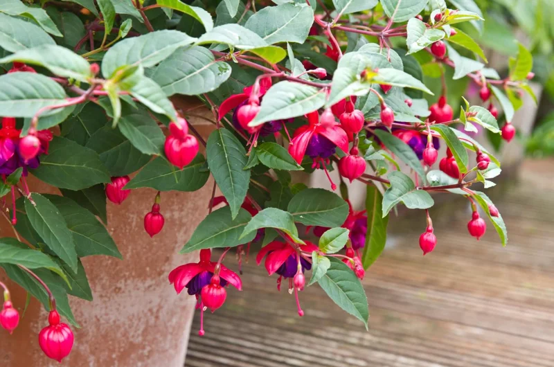 Blue Eyed Fuchsia Live Plant – 5 Inch Pot – 10-14 Inch Tall Shrub – Hot Pink, Red, Blue Flowers – Attracts Hummingbirds Blue Eyed Fuchsia Live Plant – 5 Inch Pot – 10-14 Inch Tall Shrub – Hot Pink, Red, Blue Flowers – Attracts Hummingbirds - Image 7