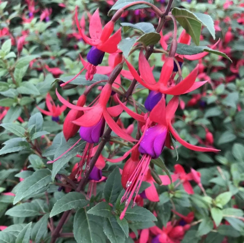 Blue Eyed Fuchsia Live Plant – 5 Inch Pot – 10-14 Inch Tall Shrub – Hot Pink, Red, Blue Flowers – Attracts Hummingbirds Blue Eyed Fuchsia Live Plant – 5 Inch Pot – 10-14 Inch Tall Shrub – Hot Pink, Red, Blue Flowers – Attracts Hummingbirds - Image 8