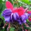 Blue Eyes Fuchsia Live Starter Plant - 2-5 Inch Tall - Blue-Purple Flowers - Hanging Basket & Garden Blue Eyes Fuchsia Live Starter Plant - 2-5 Inch Tall - Blue-Purple Flowers - Hanging Basket & Garden - Image 1