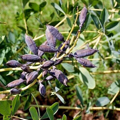 Blue False Indigo Seeds - 50 Baptisia Australis Seeds, Hardy Perennial, Zone 3-10 - Image 2