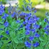 Blue False Indigo Seeds - 50 Baptisia Australis Seeds, Hardy Perennial, Zone 3-10 - Image 1