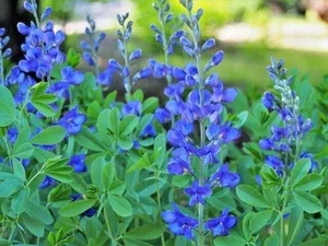 Blue False Indigo Seeds - 50 Baptisia Australis Seeds, Hardy Perennial, Zone 3-10 - Image 1