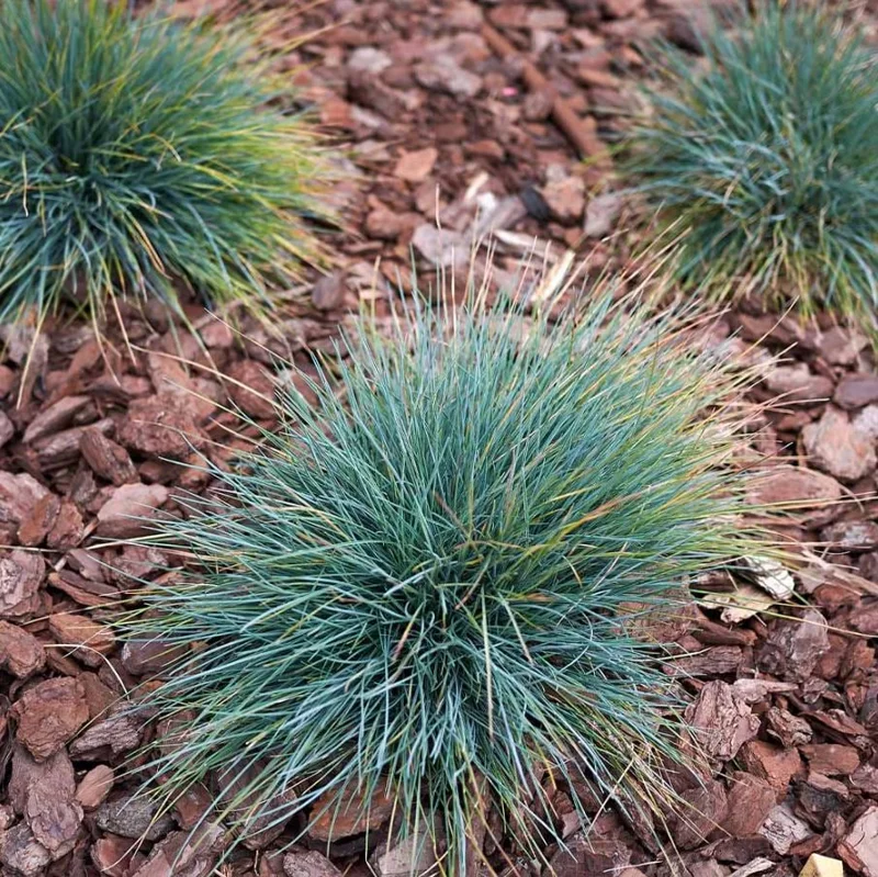 Blue Fescue Grass Live Plant – 2 Seedlings, 4 Inch Pot – Low Maintenance Ornamental Grass - Image 2