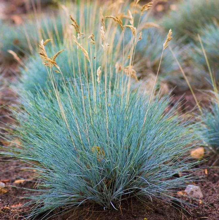 Blue Fescue Grass Live Plant – 2 Seedlings, 4 Inch Pot – Low Maintenance Ornamental Grass - Image 1