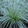 Blue Fescue Grass Live Plant – Festuca Glauca – 4" Pot Ornamental - Image 1
