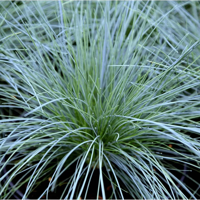 Blue Fescue Grass Live Plant – Festuca Glauca – 4" Pot Ornamental - Image 1