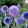Blue Globe Thistle Seeds (Echinops Ritro) - 50 Easy-to-Grow Seeds, Outdoor Perennial - Image 1