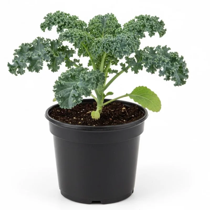 Blue Kale Live Plant – Hardy Vegetable Starter Plant – 4 Inch Pot – Outdoor Garden - Image 2