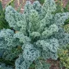Blue Kale Live Plant – Hardy Vegetable Starter Plant – 4 Inch Pot – Outdoor Garden - Image 1