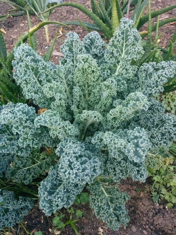 Blue Kale Live Plant – Hardy Vegetable Starter Plant – 4 Inch Pot – Outdoor Garden - Image 1
