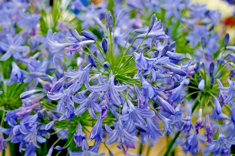 Blue Lily of the Nile Seeds - Agapanthus, 100 Seeds, Easy Grow, Hardy Zone 7 - Image 2