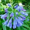 Blue Lily of the Nile Seeds - Agapanthus, 100 Seeds, Easy Grow, Hardy Zone 7 - Image 1