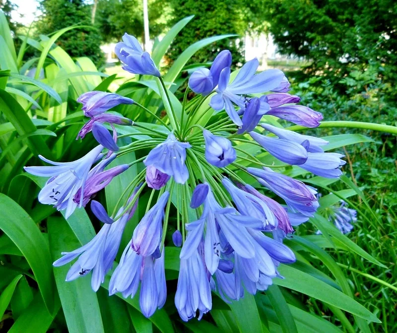 Blue Lily of the Nile Seeds - Agapanthus, 100 Seeds, Easy Grow, Hardy Zone 7 - Image 1