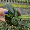 Blue Oil Fern Live Plant – 4 Inch Pot – Indoor Tropical Houseplant - Image 1