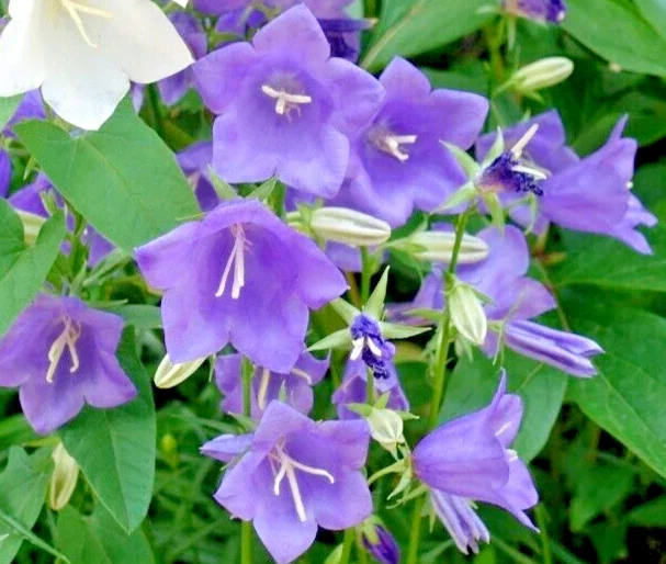 Blue Peach Leaf Bellflower Seeds - 255 Count Perennial Flower Seeds, Large 2" Blooms, USDA Zone 3-9 - Image 2