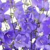 Blue Peach Leaf Bellflower Seeds - 255 Count Perennial Flower Seeds, Large 2" Blooms, USDA Zone 3-9 - Image 1
