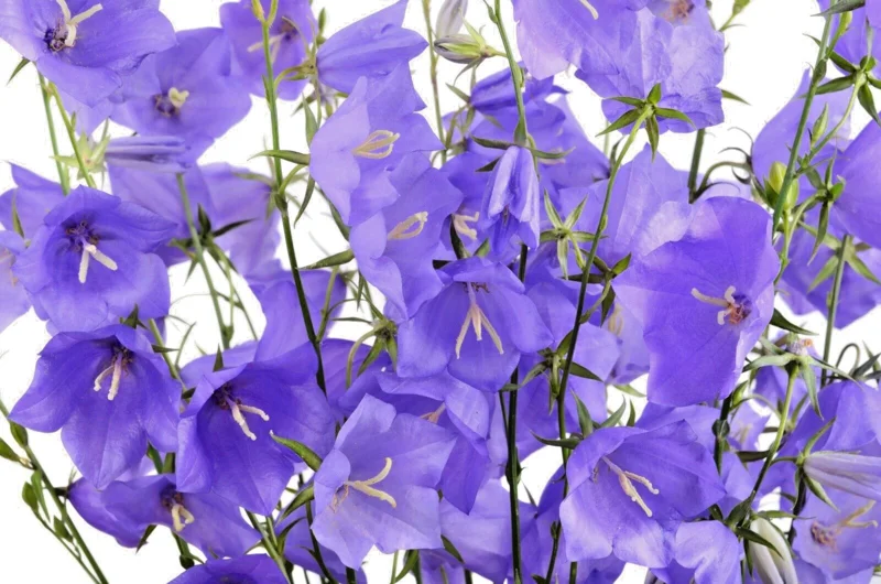 Blue Peach Leaf Bellflower Seeds - 255 Count Perennial Flower Seeds, Large 2" Blooms, USDA Zone 3-9 - Image 1