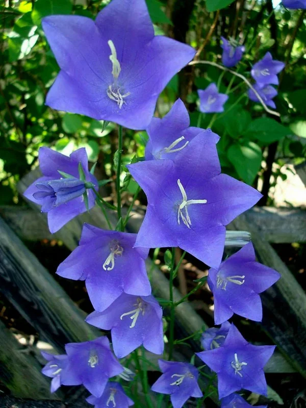 Blue Peach Leaf Bellflowers Seeds - 265 Perennial Flower Seeds for Outdoor Gardens - Image 2