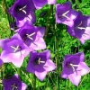 Blue Peach Leaf Bellflowers Seeds - 265 Perennial Flower Seeds for Outdoor Gardens - Image 1