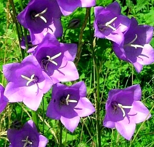 Blue Peach Leaf Bellflowers Seeds - 265 Perennial Flower Seeds for Outdoor Gardens - Image 1