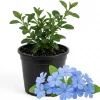 Blue Plumbago Live Plant - 4-Inch Pot, Sky-Blue Blooms for Patio & Garden - Image 1
