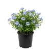 Blue Plumbago Live Plant, 5-7 Inch Tall Outdoor Shrub for Garden & Patio - Image 1